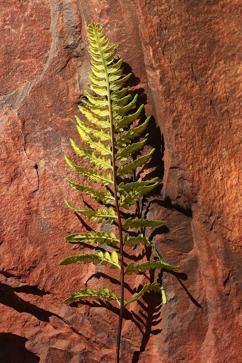 Pityrogramma calomelanos var. aureoflava Pityrogramma calomelanos var. aureoflava