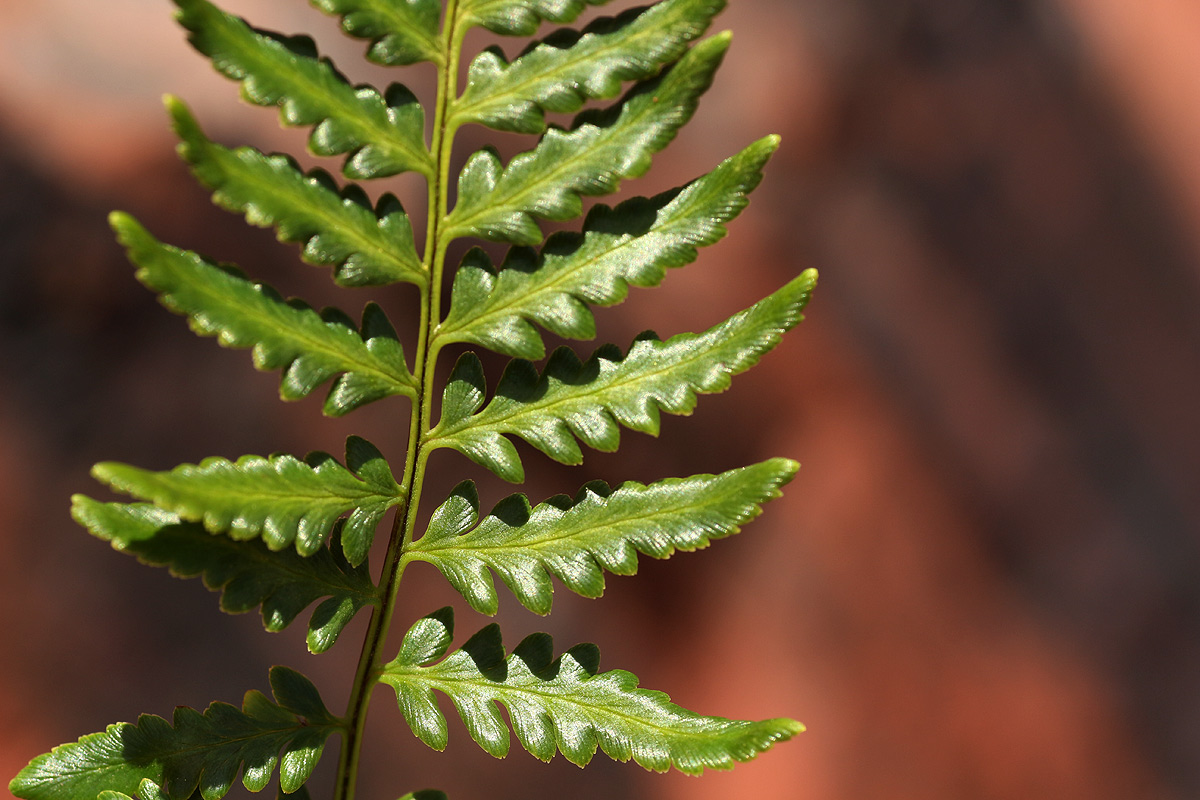 Pityrogramma calomelanos var. aureoflava Pityrogramma calomelanos var. aureoflava