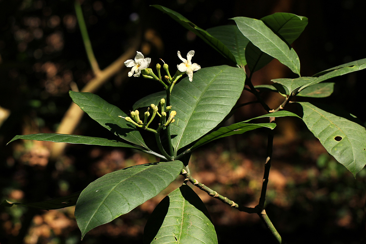 Tabernaemontana pachysiphon