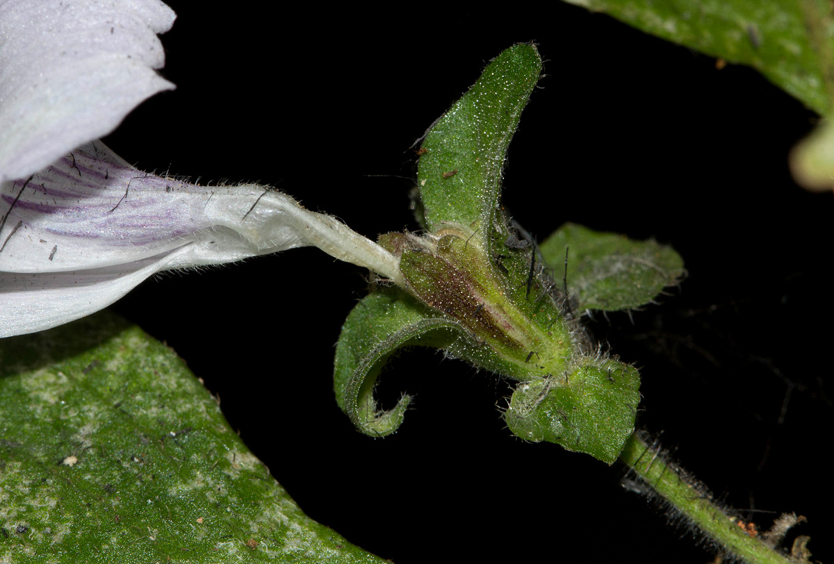 Hypoestes triflora Hypoestes triflora