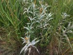 Persicaria senegalensis f. albotomentosa