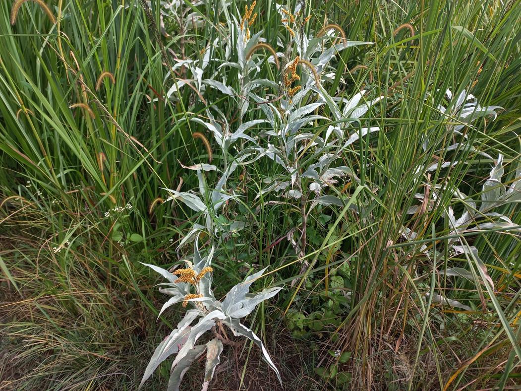 Persicaria senegalensis f. albotomentosa Persicaria senegalensis f. albotomentosa