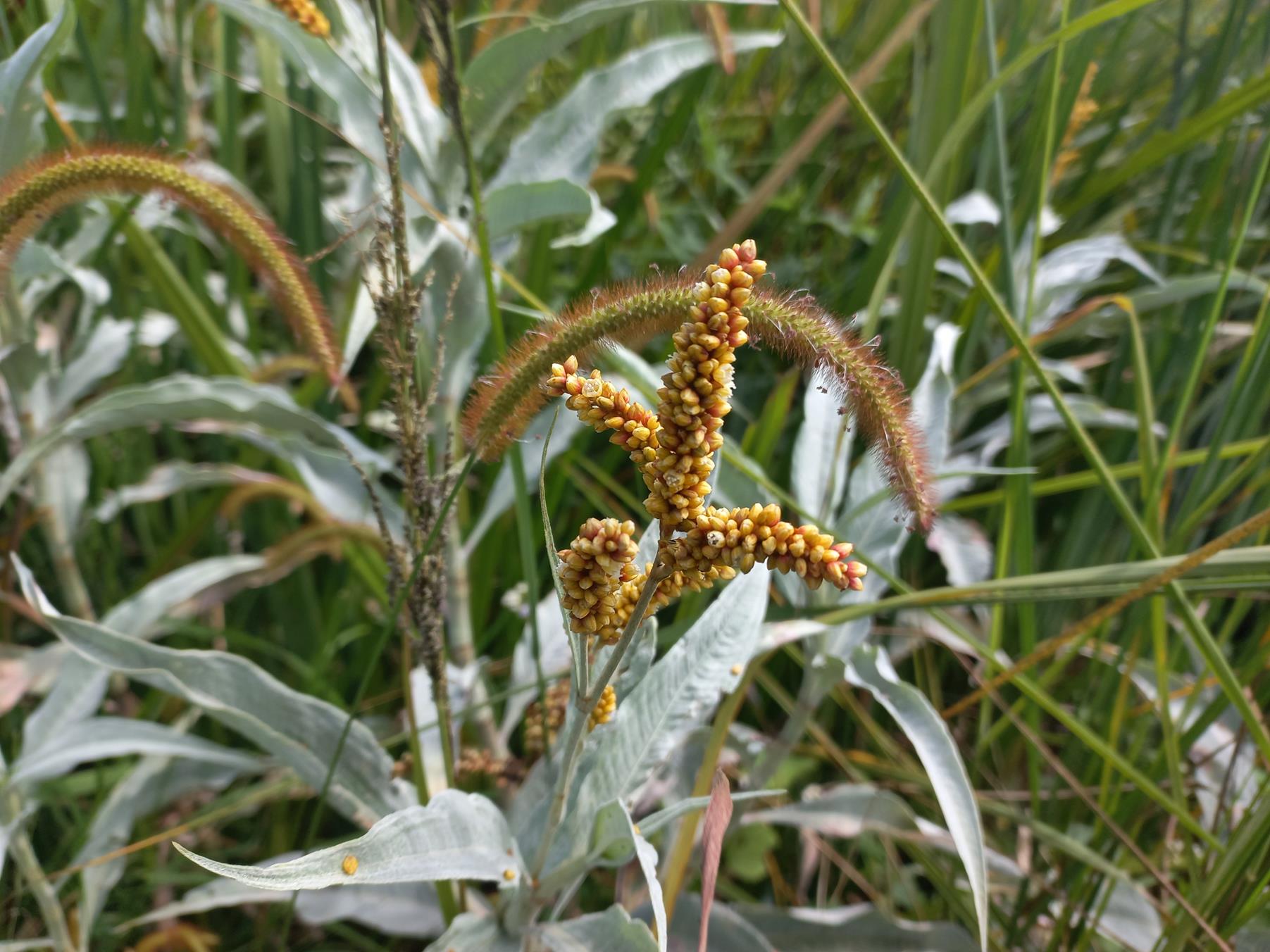 Persicaria senegalensis f. albotomentosa Persicaria senegalensis f. albotomentosa