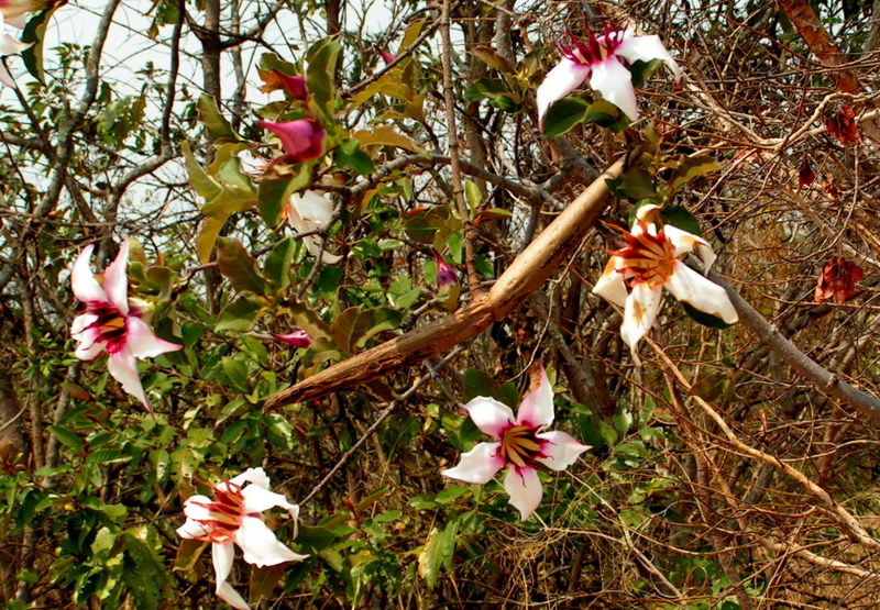 Strophanthus welwitschii Strophanthus welwitschii