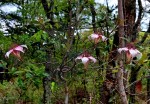 Strophanthus welwitschii