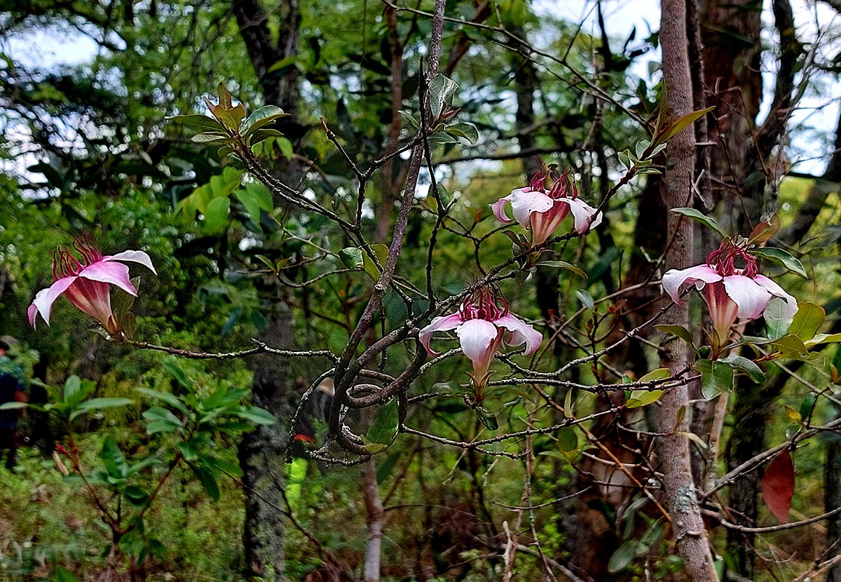 Strophanthus welwitschii