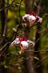 Strophanthus welwitschii