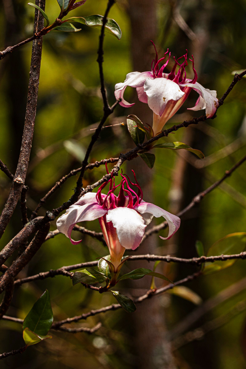 Strophanthus welwitschii