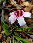 Strophanthus welwitschii
