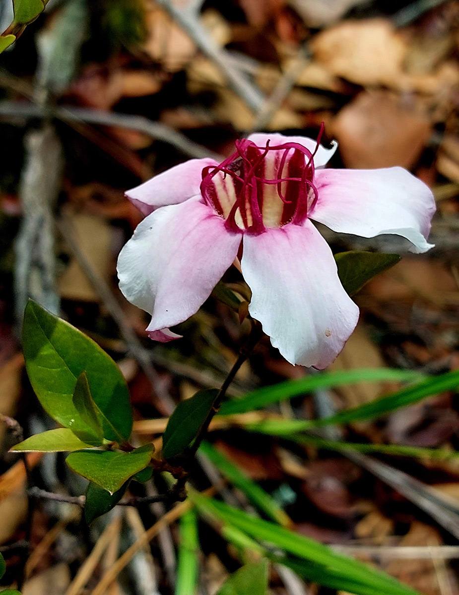 Strophanthus welwitschii