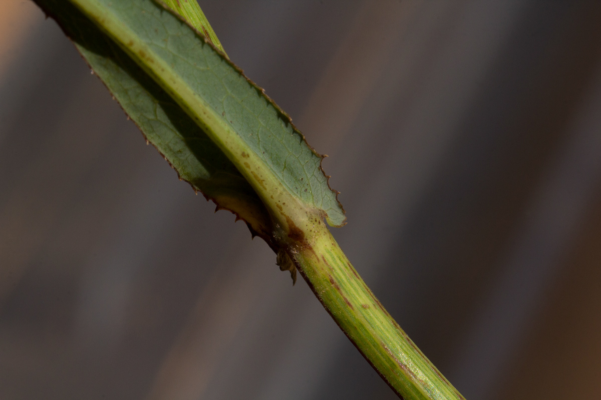 Sonchus bipontini Sonchus bipontini