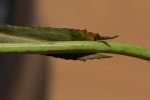 Sonchus bipontini