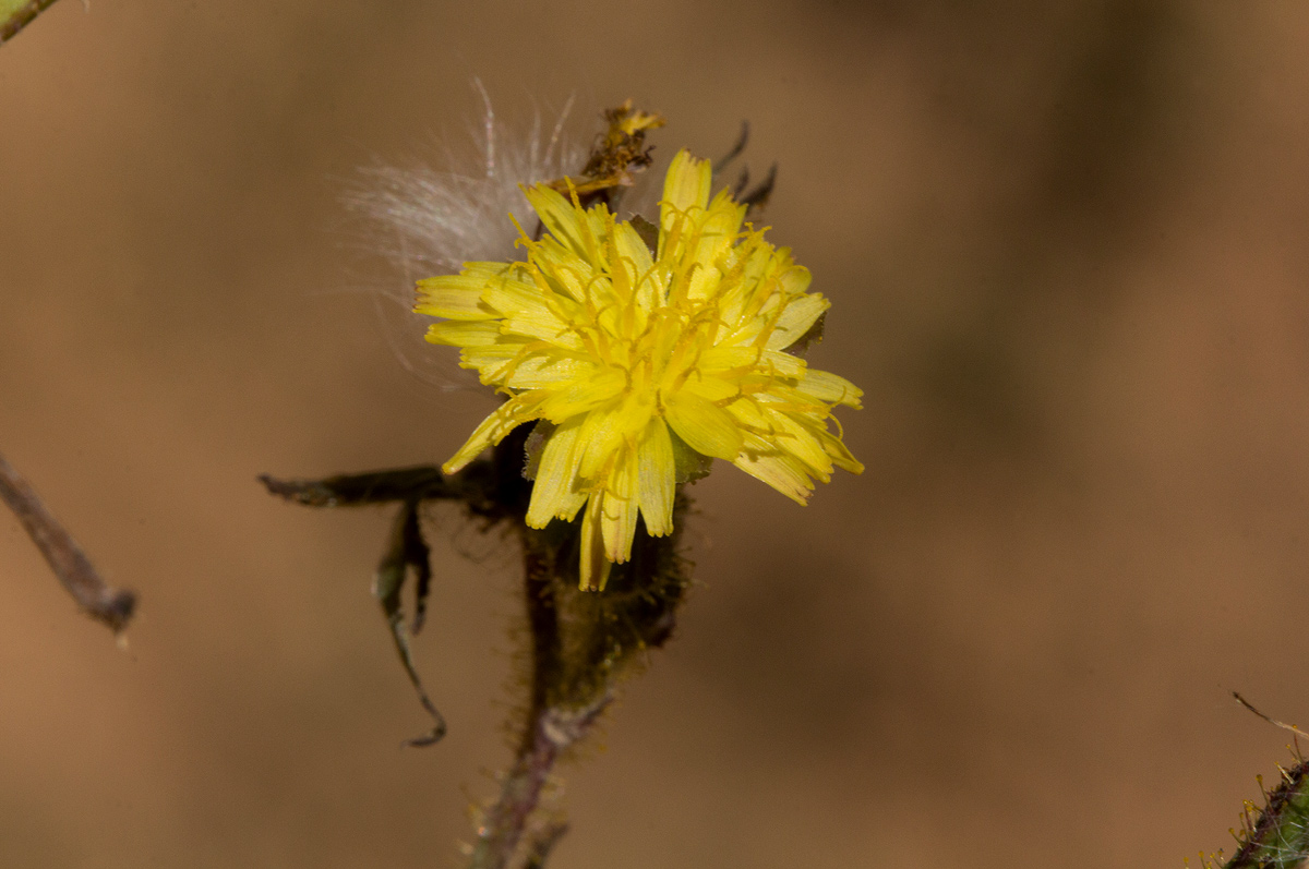 Sonchus bipontini Sonchus bipontini