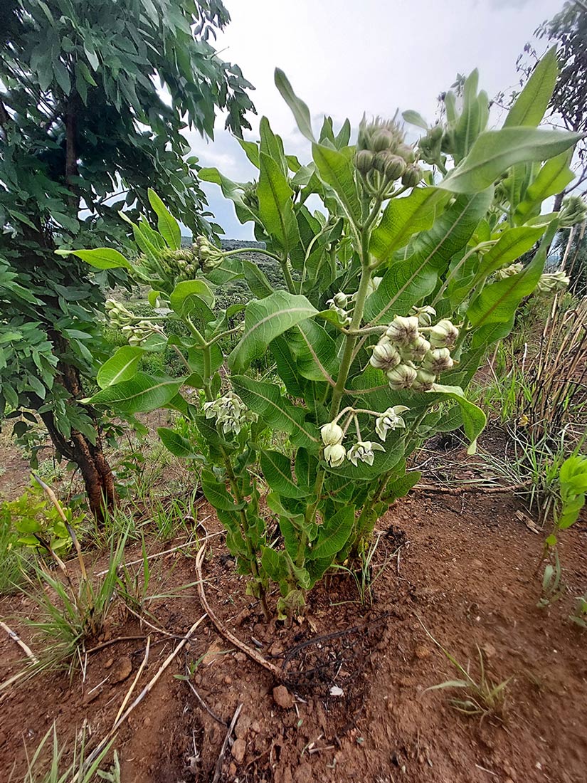 Pachycarpus lineolatus Pachycarpus lineolatus