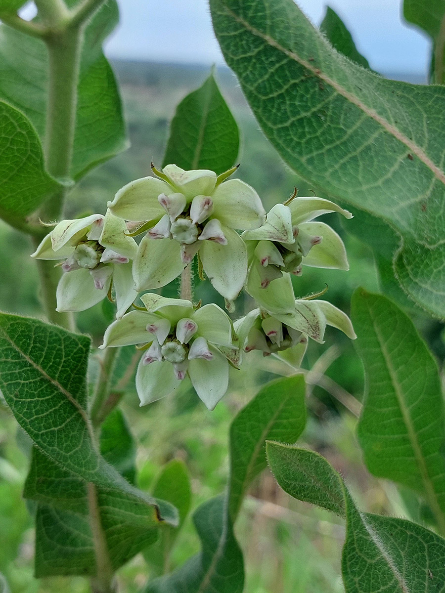 Pachycarpus lineolatus