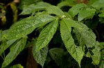 Elatostema welwitschii