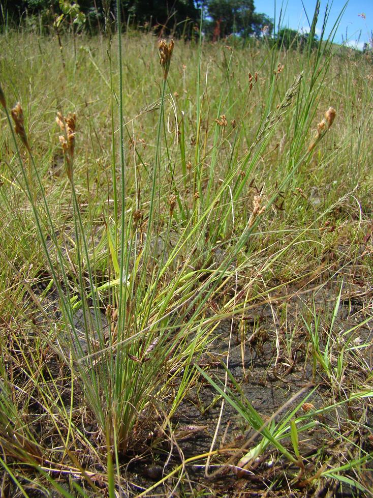 Bulbostylis congolensis