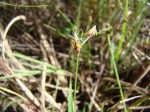 Bulbostylis congolensis