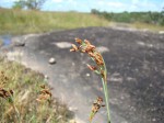 Bulbostylis congolensis