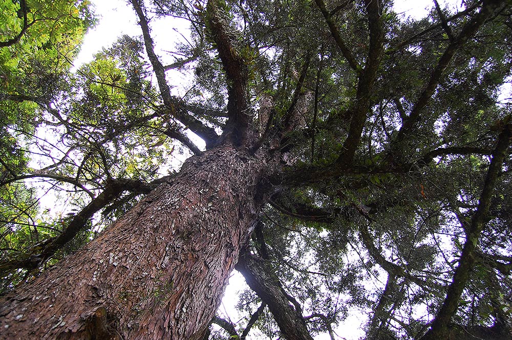 Podocarpus milanjianus Podocarpus milanjianus