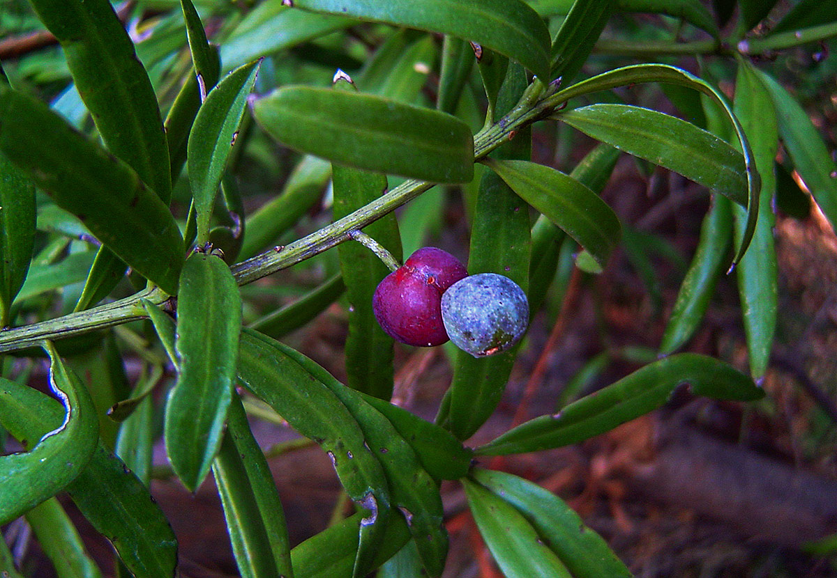 Podocarpus milanjianus Podocarpus milanjianus