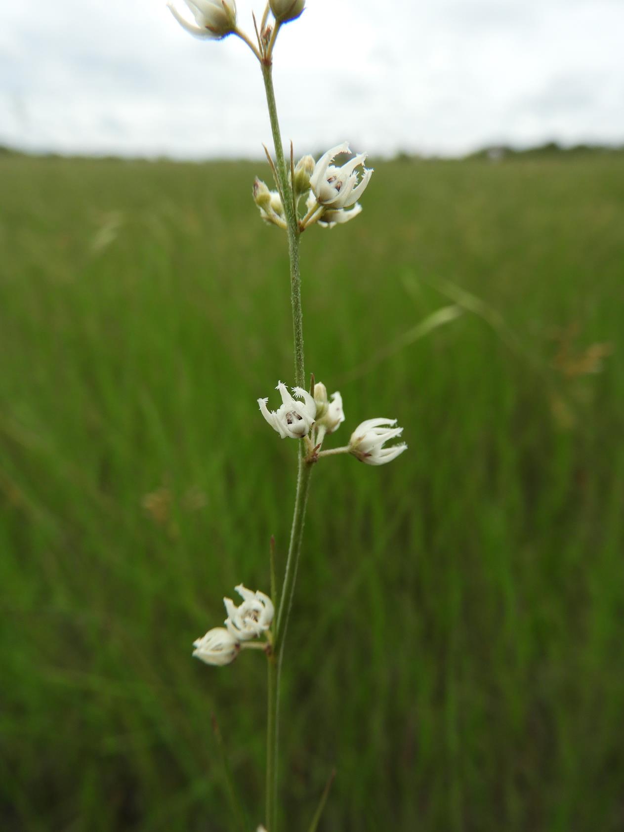 Aspidoglossum masaicum Aspidoglossum masaicum