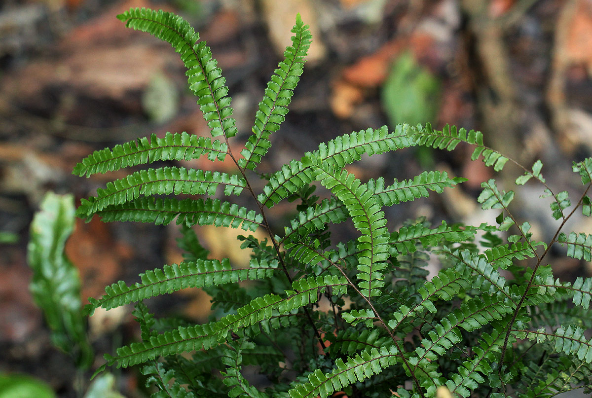 Adiantum vogelii Adiantum vogelii