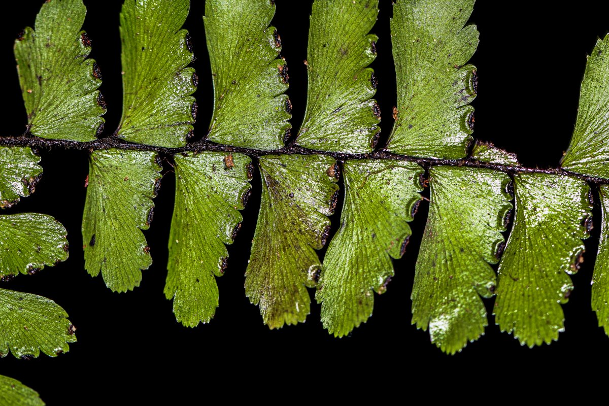 Adiantum vogelii Adiantum vogelii