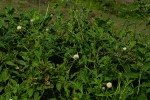Dipsacus pinnatifidus