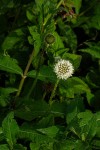 Dipsacus pinnatifidus