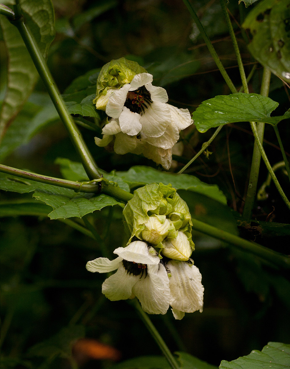 Momordica cissoides Momordica cissoides
