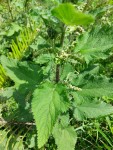 Urtica massaica