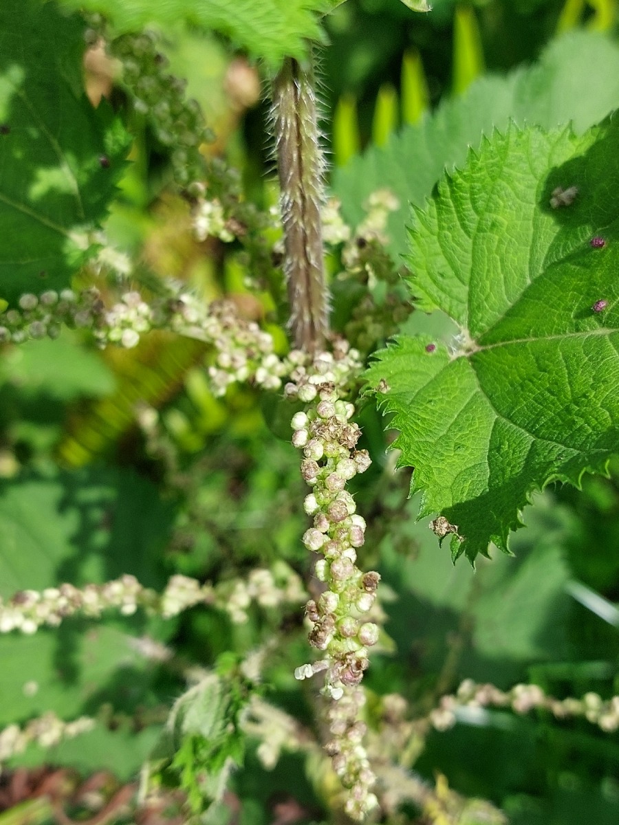 Urtica massaica