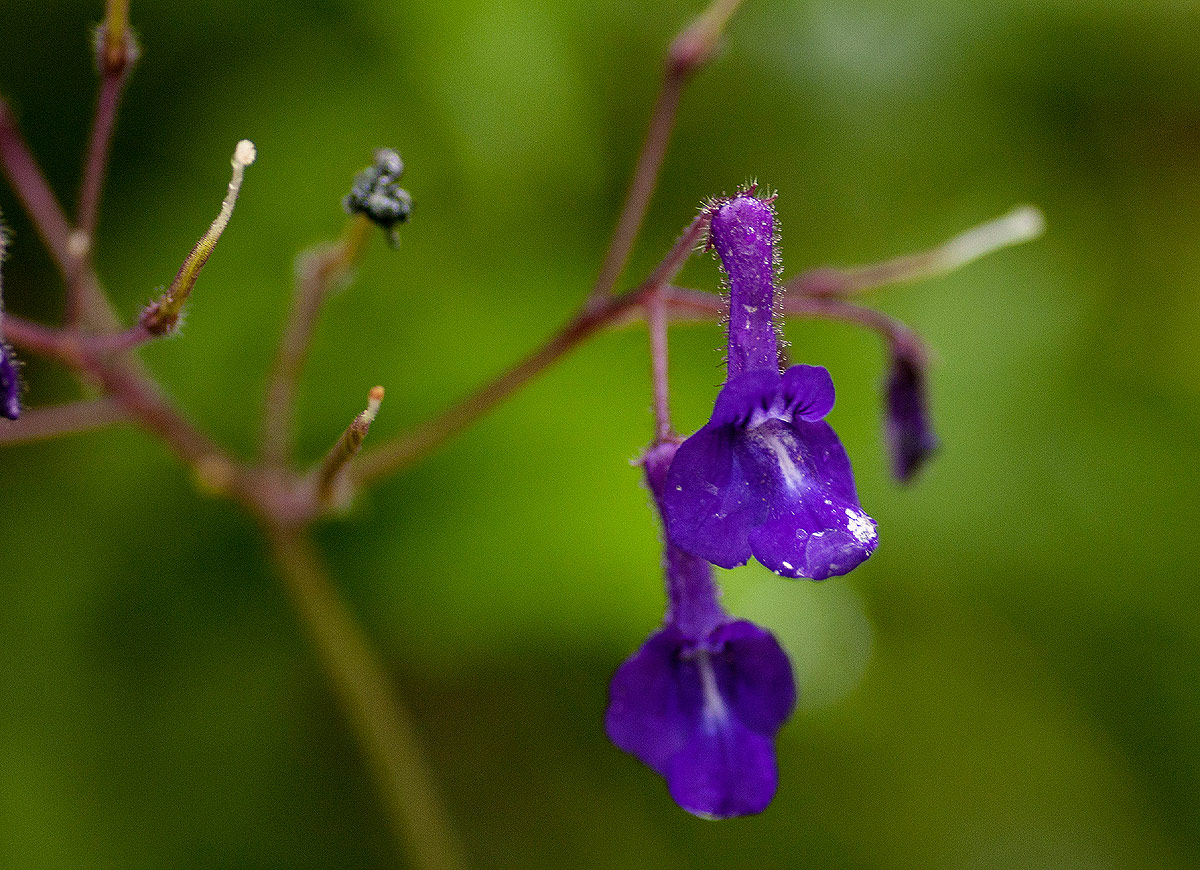 Streptocarpus glandulosissimus