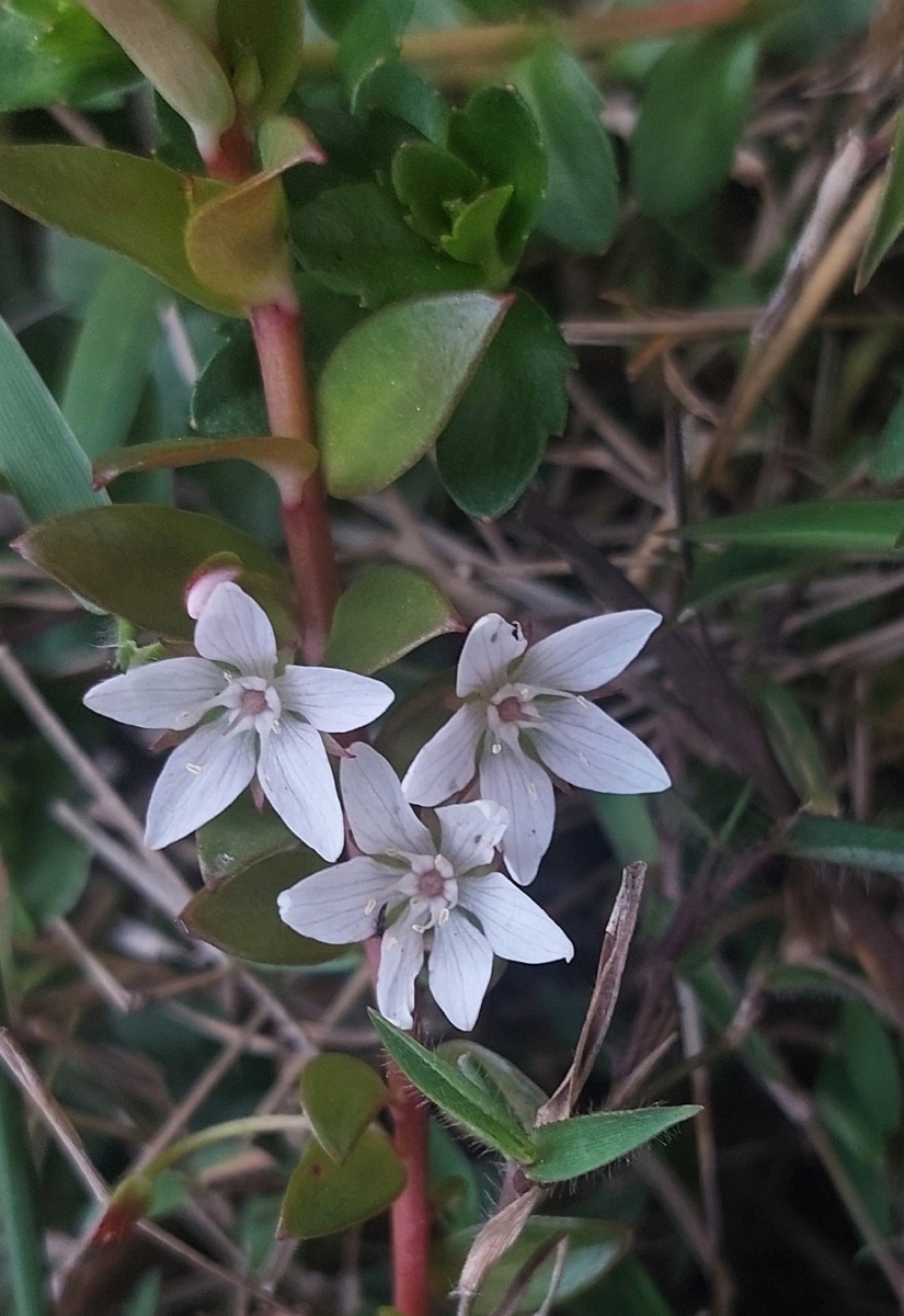 Lysimachia angustiloba Lysimachia angustiloba
