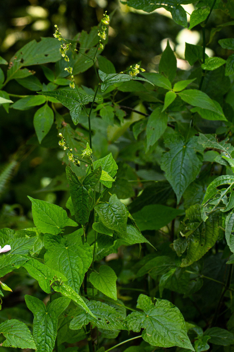 Fagopyrum snowdenii