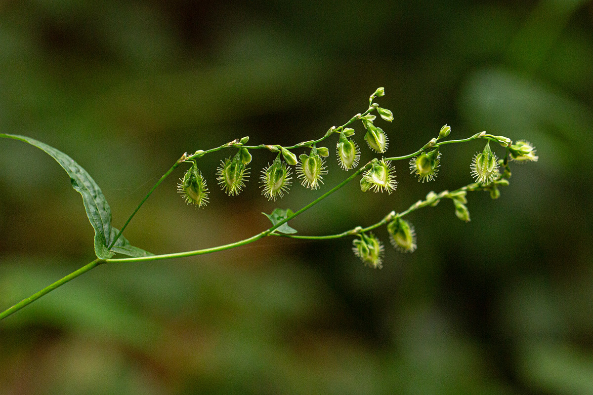 Fagopyrum snowdenii