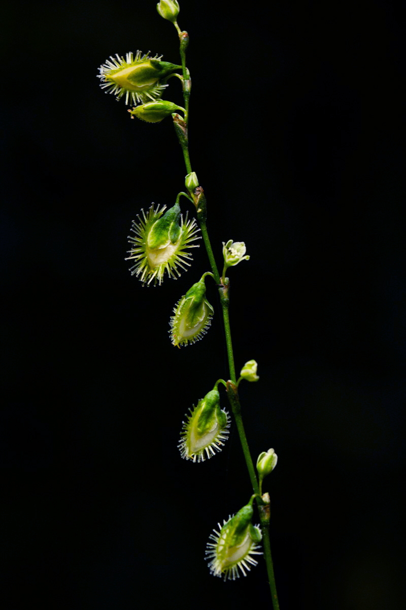 Fagopyrum snowdenii