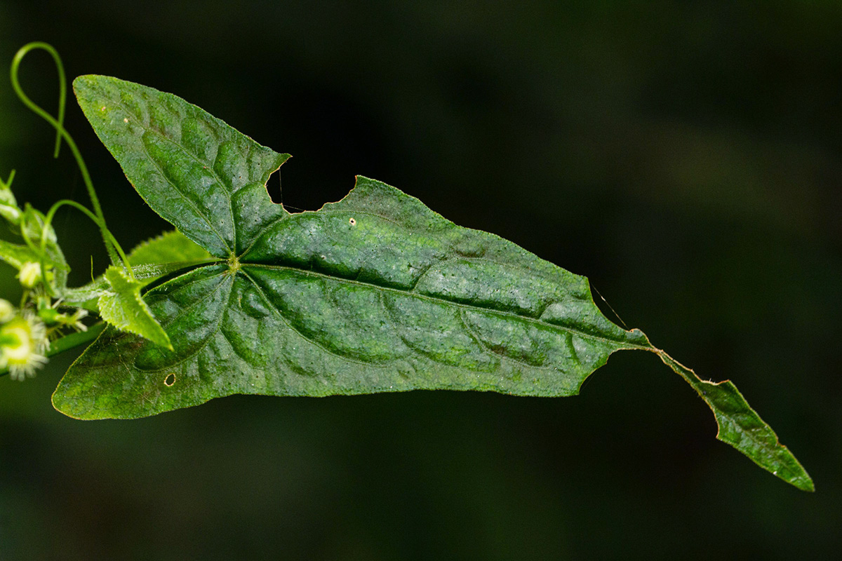 Fagopyrum snowdenii Fagopyrum snowdenii