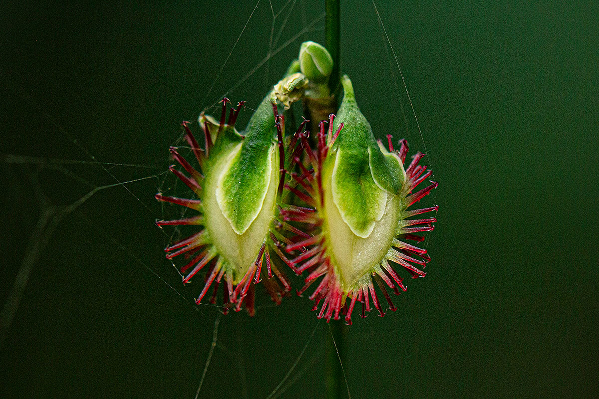 Fagopyrum snowdenii