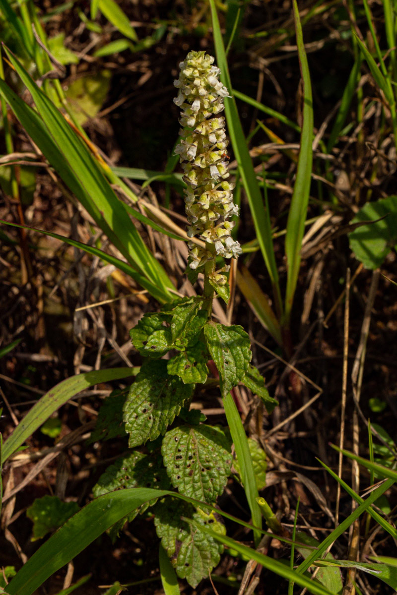 Platostoma montanum Platostoma montanum