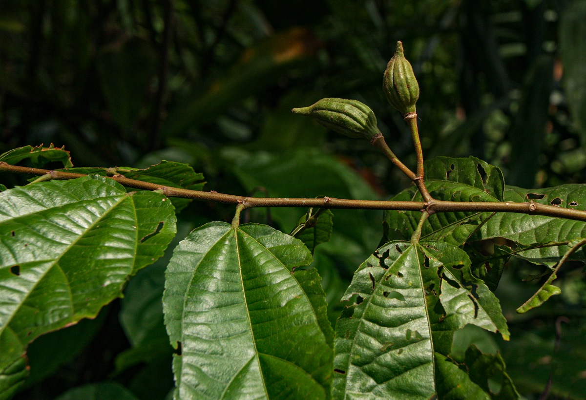 Glyphaea brevis Glyphaea brevis