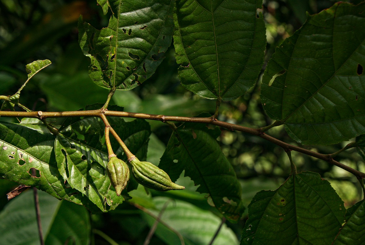 Glyphaea brevis Glyphaea brevis