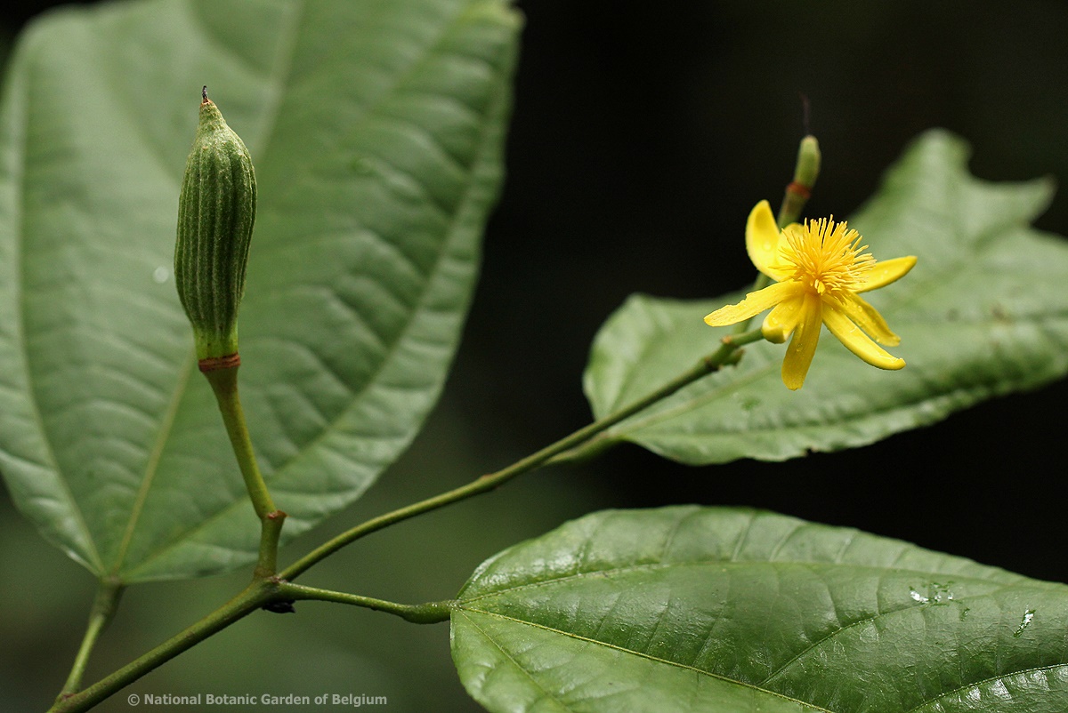 Glyphaea brevis Glyphaea brevis