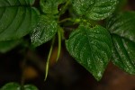 Streptocarpus kamerunensis
