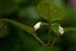 Streptocarpus kamerunensis