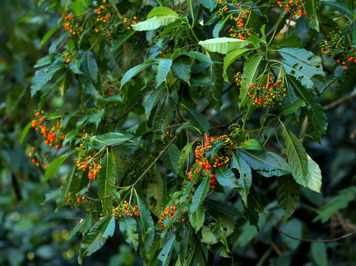 Rauvolfia vomitoria Rauvolfia vomitoria