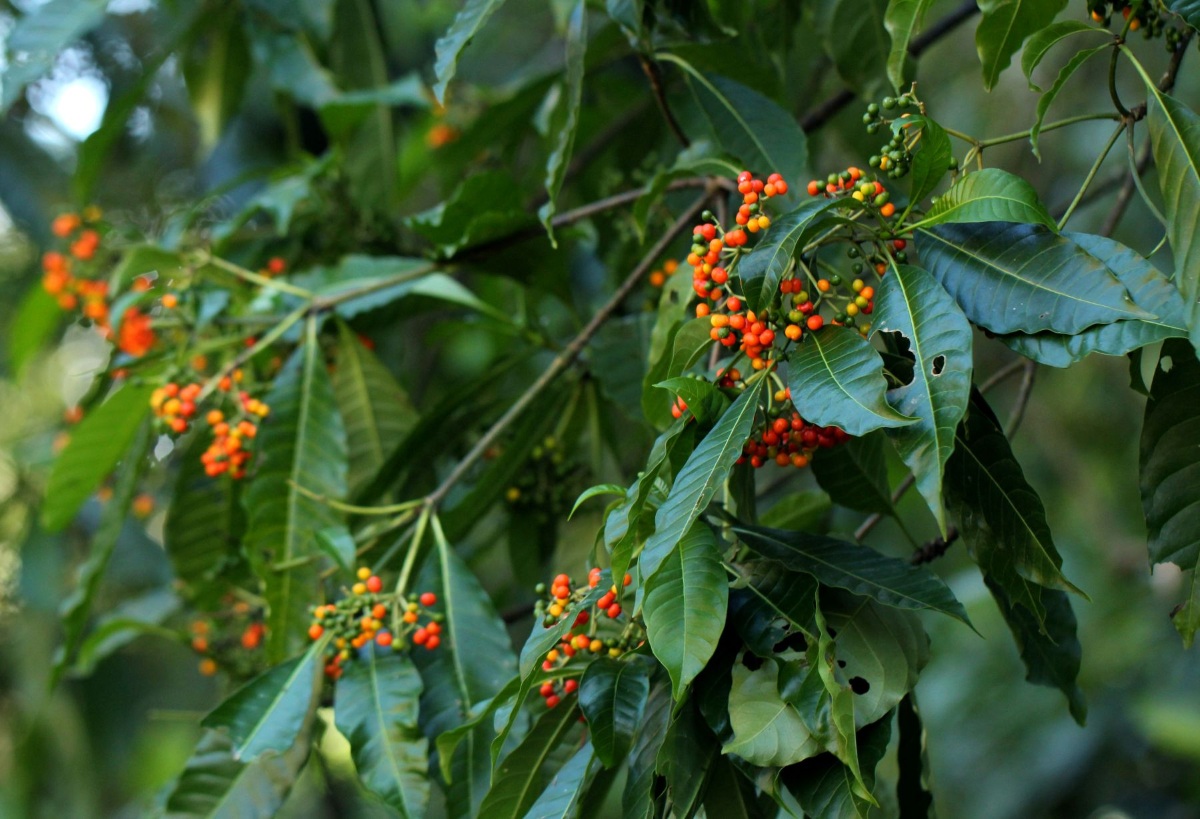 Rauvolfia vomitoria Rauvolfia vomitoria