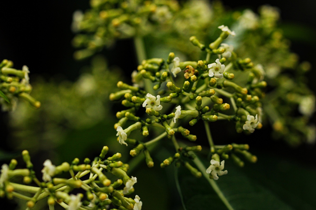 Rauvolfia vomitoria Rauvolfia vomitoria