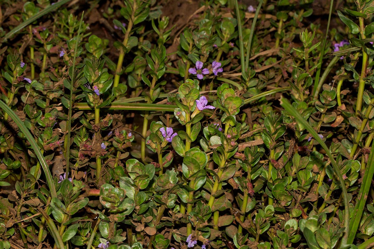 Lythrum rotundifolium Lythrum rotundifolium